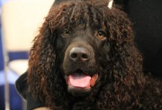 irishwaterspaniel