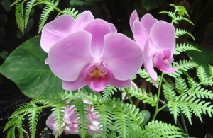 flowershow_in_nyc