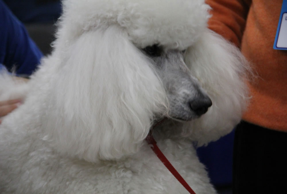 french poodle