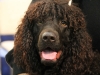 irishwaterspaniel